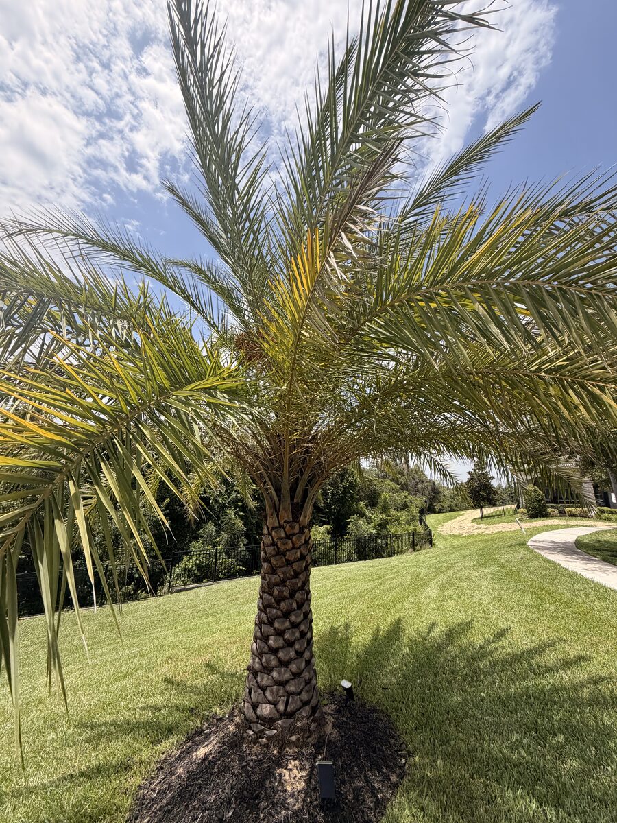 A Sylvester palm in my Central Florida yard